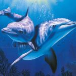 Dolphin  Lives Matter