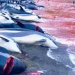 Help Stop Killing Dolphins